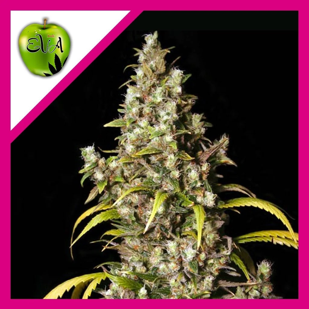 Monster Fem X3+1-Eva Seeds 1