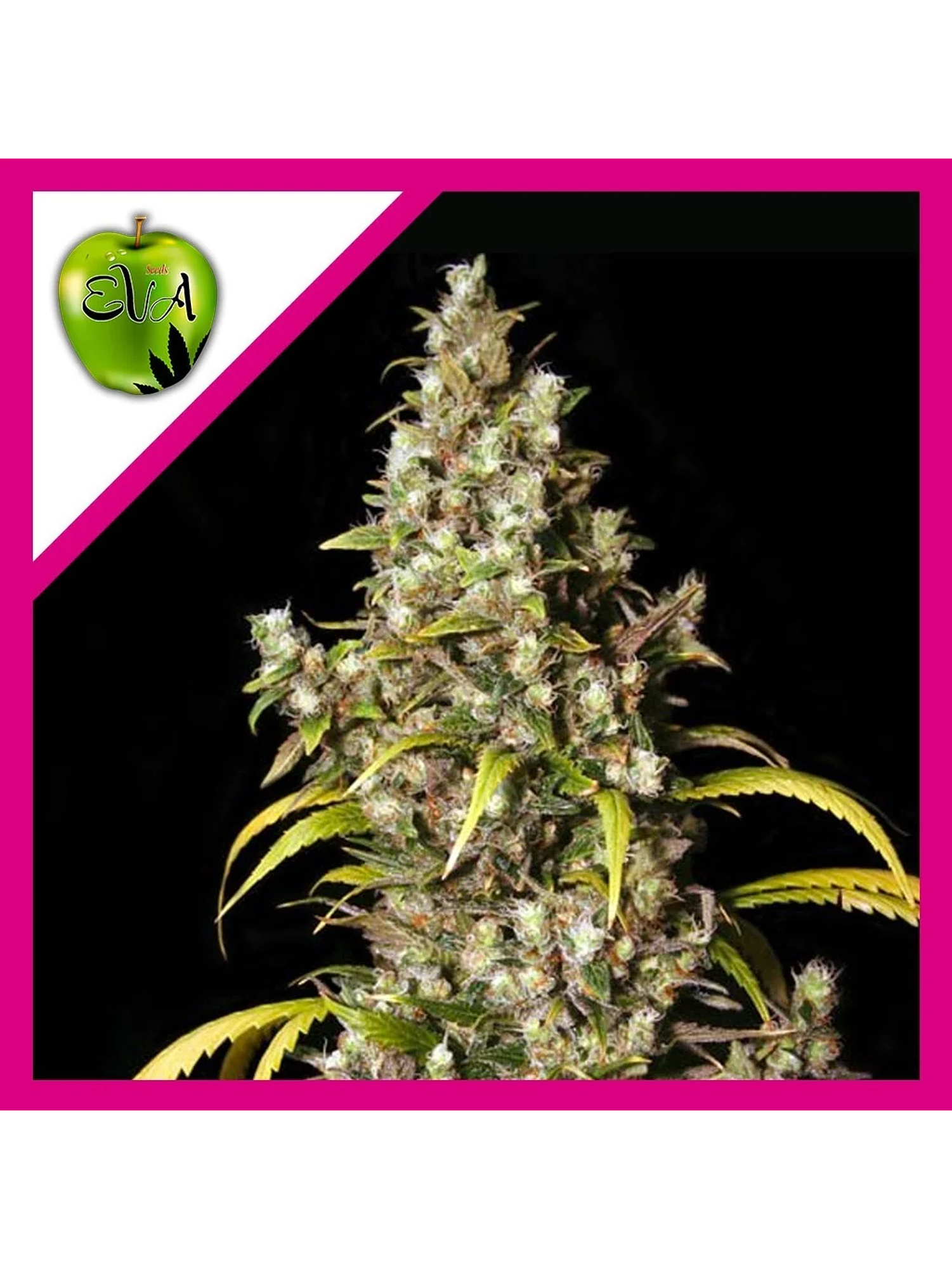 Monster Fem X3+1-Eva Seeds 1