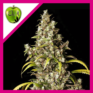 MONSTER  FEM X3+1-EVA SEEDS