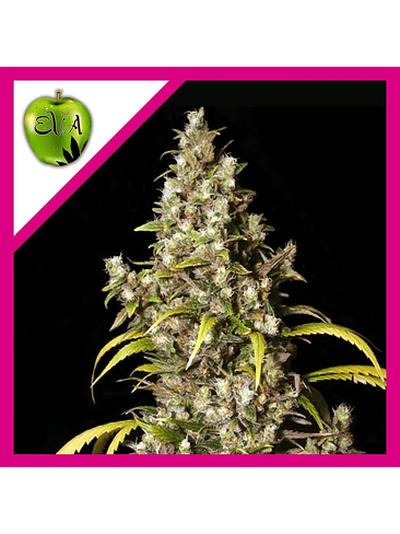 MONSTER  FEM X3+1-EVA SEEDS 1