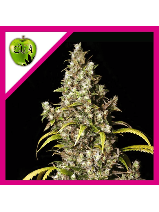 MONSTER  FEM X3+1-EVA SEEDS 1