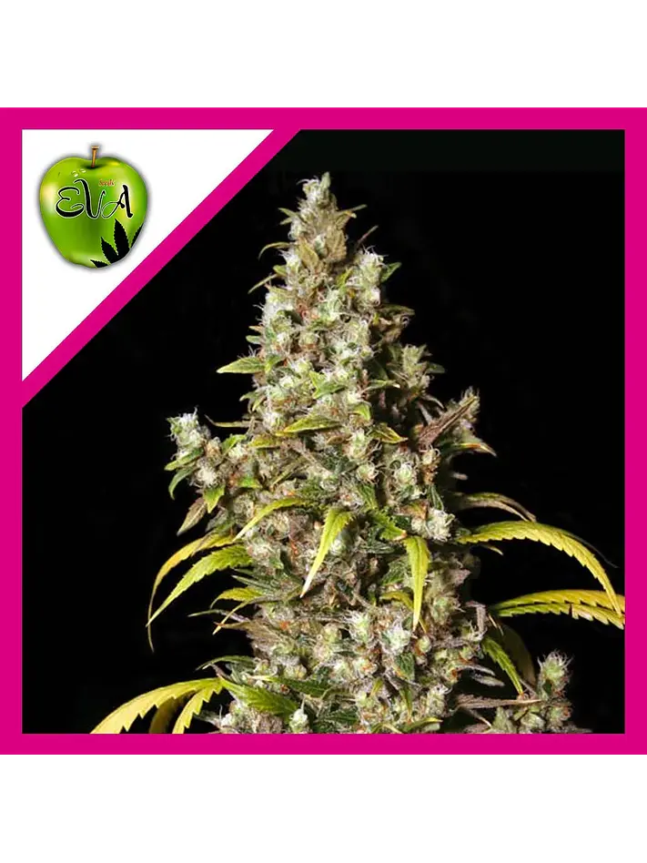 Monster Fem X3+1-Eva Seeds 1