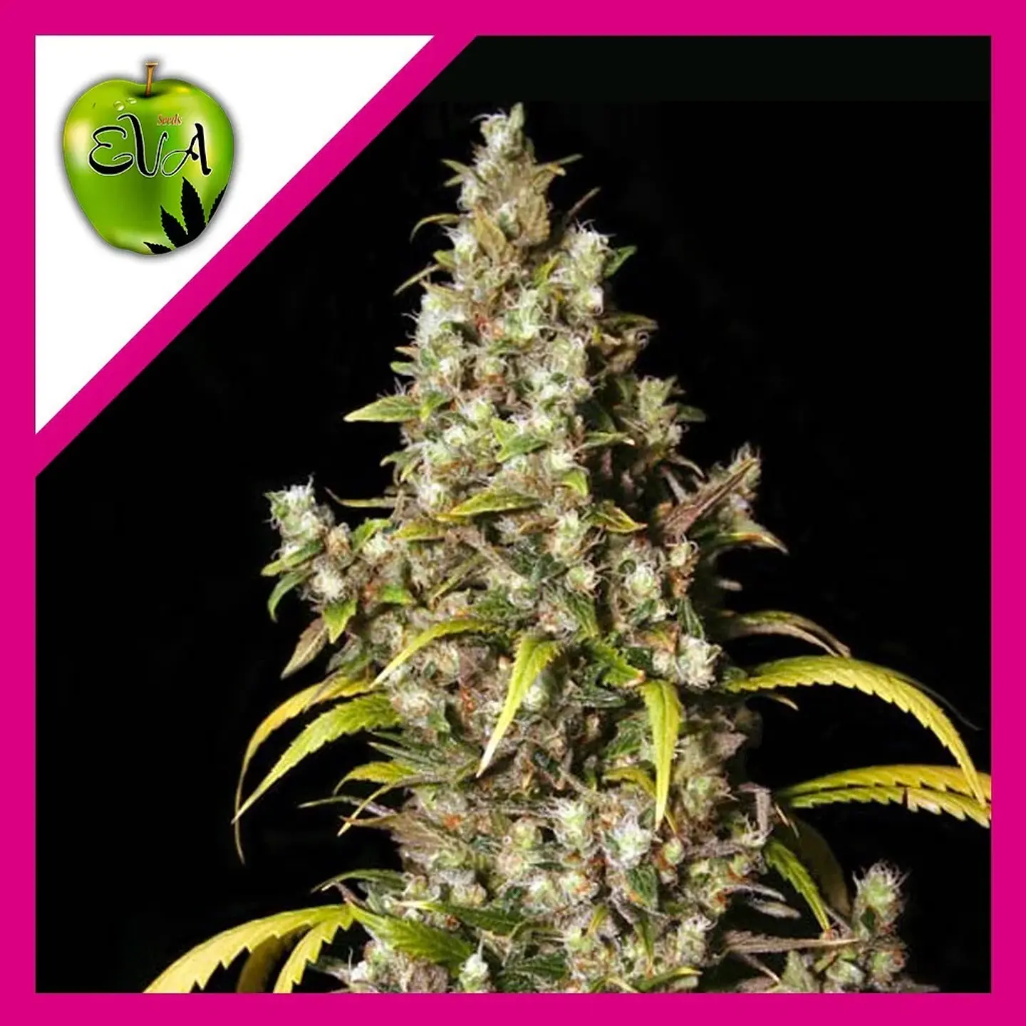 Monster Fem X3+1-Eva Seeds 1