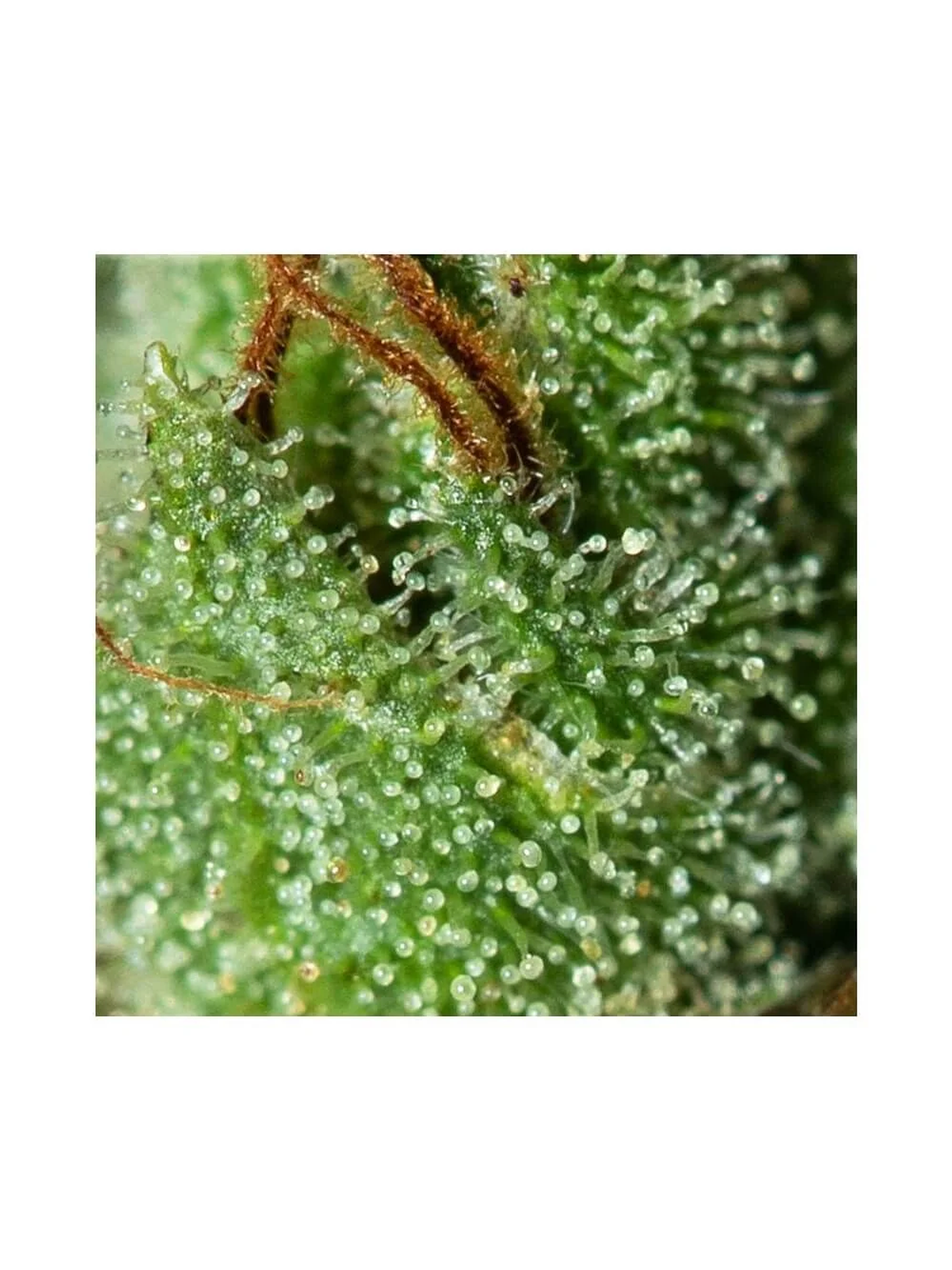 Only Cbd  Fem X3+1-Eva Seeds 2