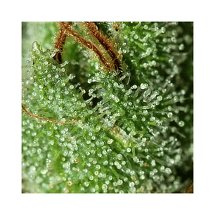 ONLY CBD  FEM X3+1-EVA SEEDS