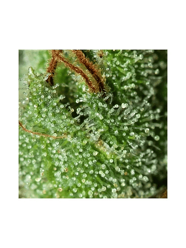 ONLY CBD  FEM X3+1-EVA SEEDS 2