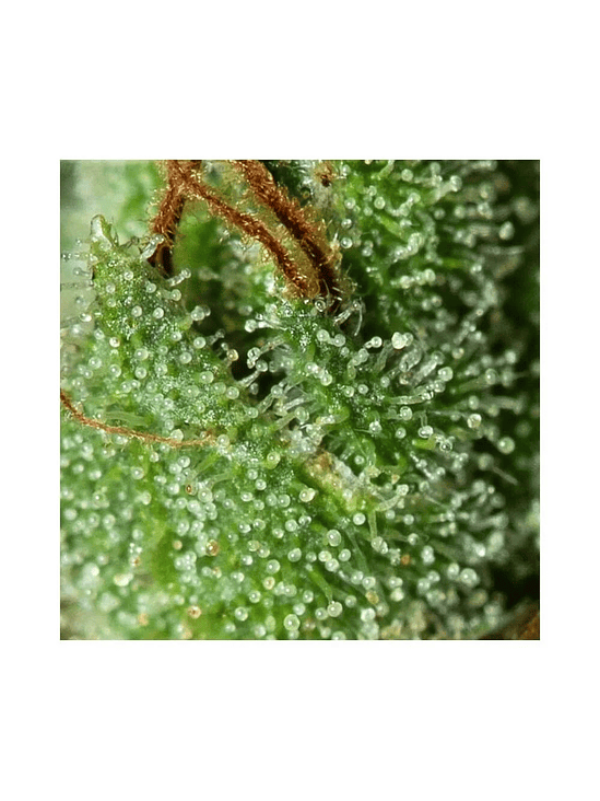 ONLY CBD  FEM X3+1-EVA SEEDS 2