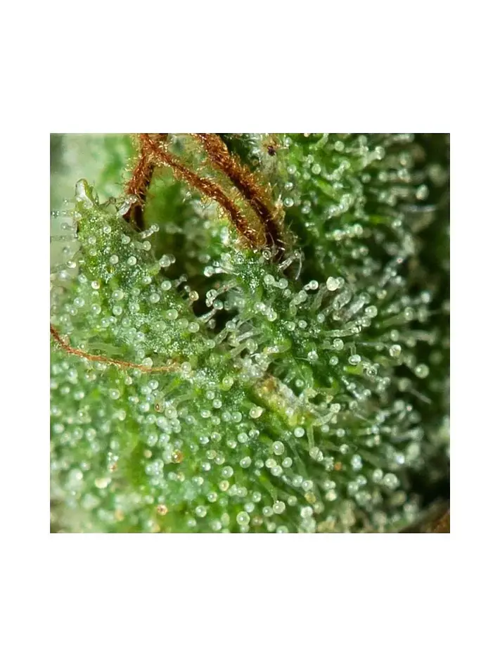 Only Cbd  Fem X3+1-Eva Seeds 2