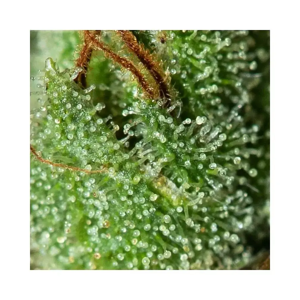Only Cbd  Fem X3+1-Eva Seeds 2