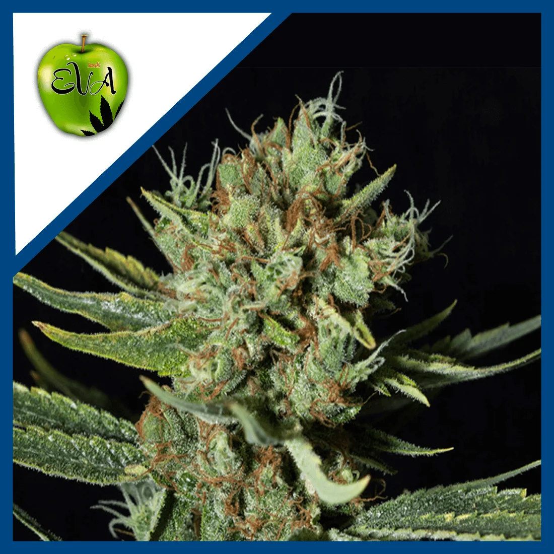 Only Cbd  Fem X3+1-Eva Seeds 1