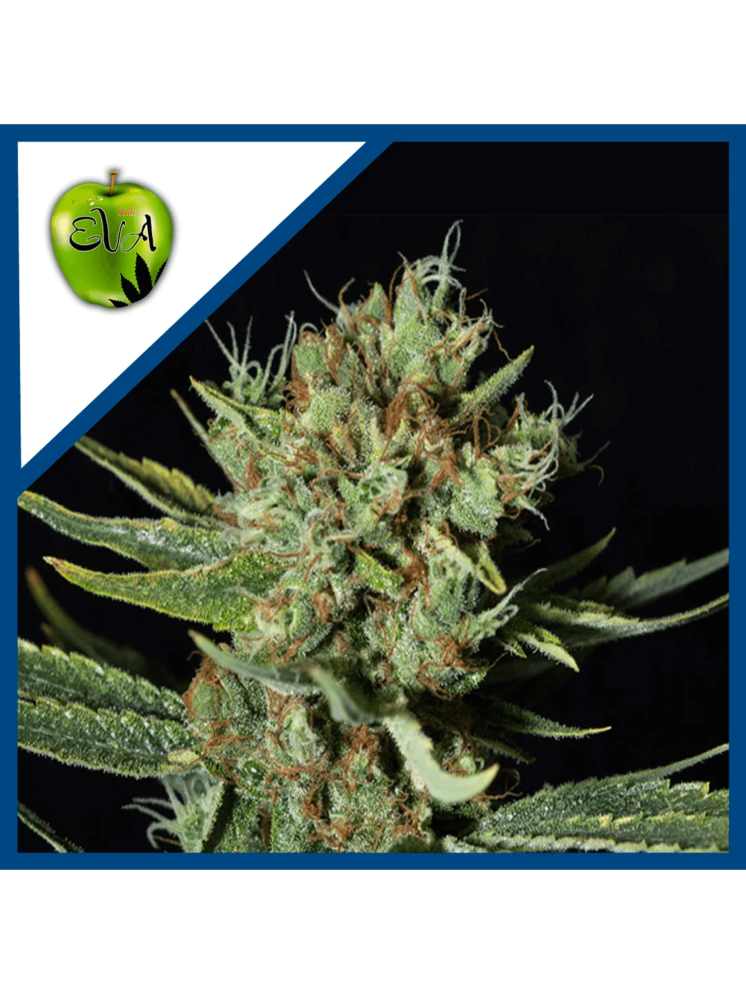 Only Cbd  Fem X3+1-Eva Seeds 1