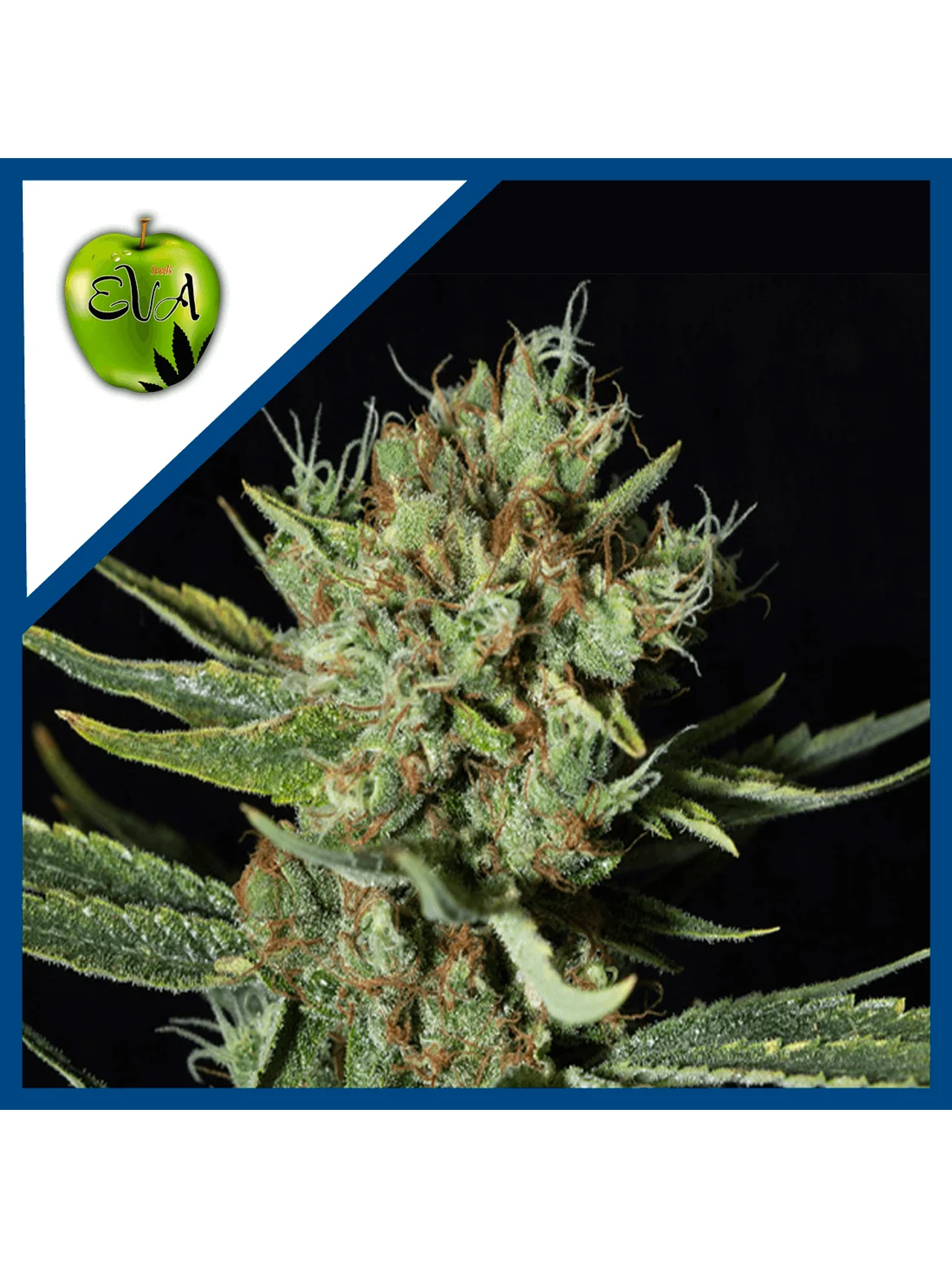 Only Cbd  Fem X3+1-Eva Seeds 1