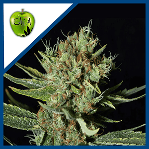 Only Cbd  Fem X3+1-Eva Seeds