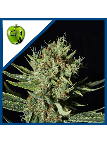 ONLY CBD  FEM X3+1-EVA SEEDS 1