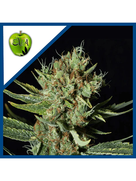 Only Cbd  Fem X3+1-Eva Seeds 1