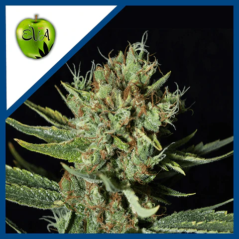 Only Cbd  Fem X3+1-Eva Seeds