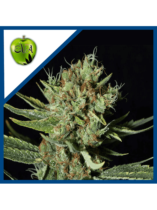 ONLY CBD  FEM X3+1-EVA SEEDS 1