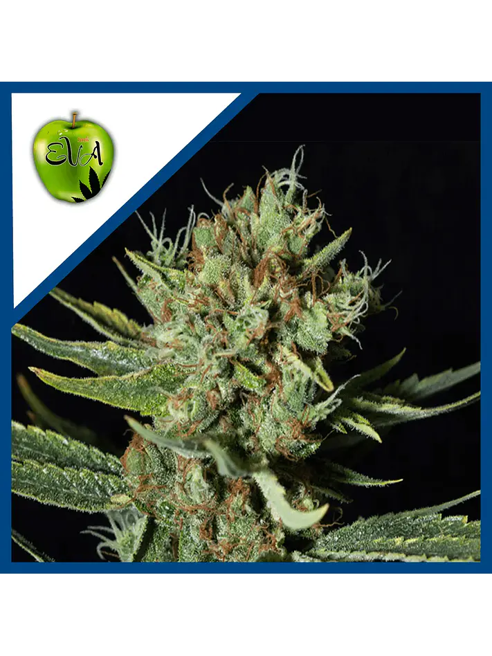 Only Cbd  Fem X3+1-Eva Seeds 1