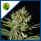 Only Cbd  Fem X3+1-Eva Seeds - Miniatura 1