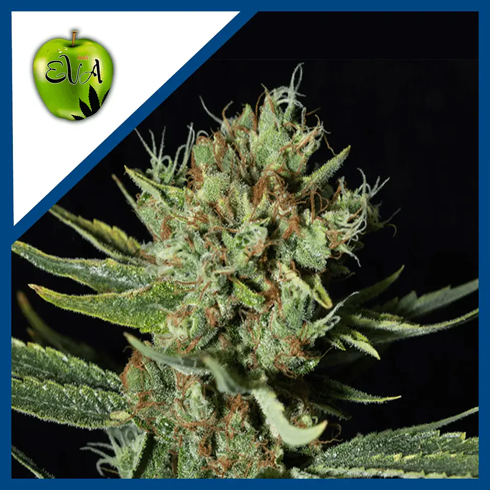 Only Cbd  Fem X3+1-Eva Seeds 1
