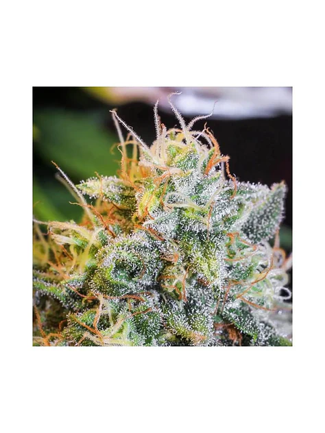 Only Cbd  Fem X3+1-Eva Seeds 3