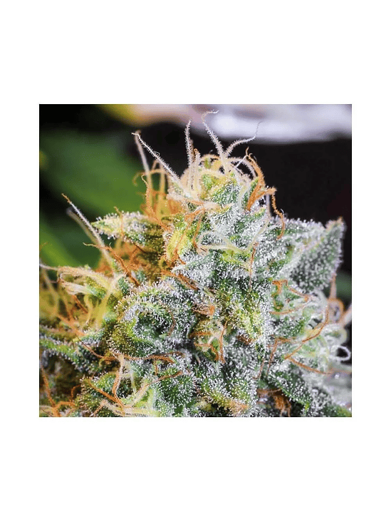 ONLY CBD  FEM X3+1-EVA SEEDS 3