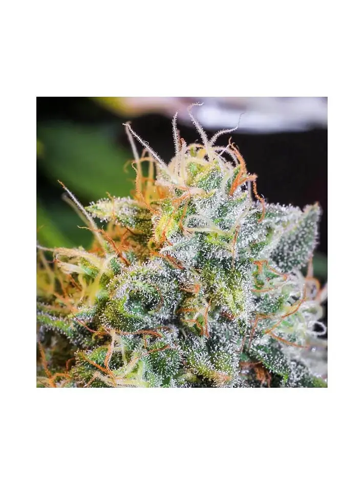 Only Cbd  Fem X3+1-Eva Seeds 3