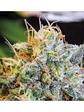 ONLY CBD  FEM X3+1-EVA SEEDS - Miniatura 3