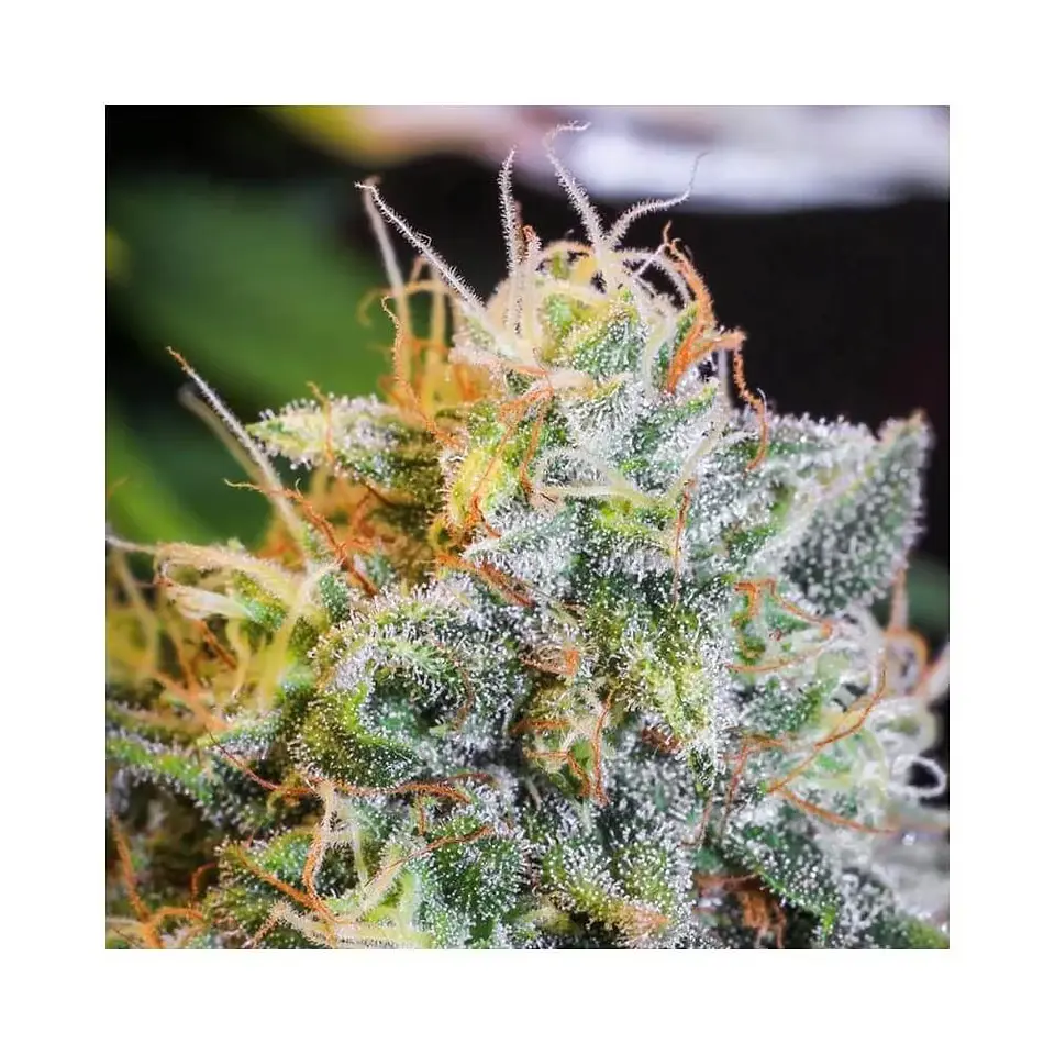 Only Cbd  Fem X3+1-Eva Seeds 3