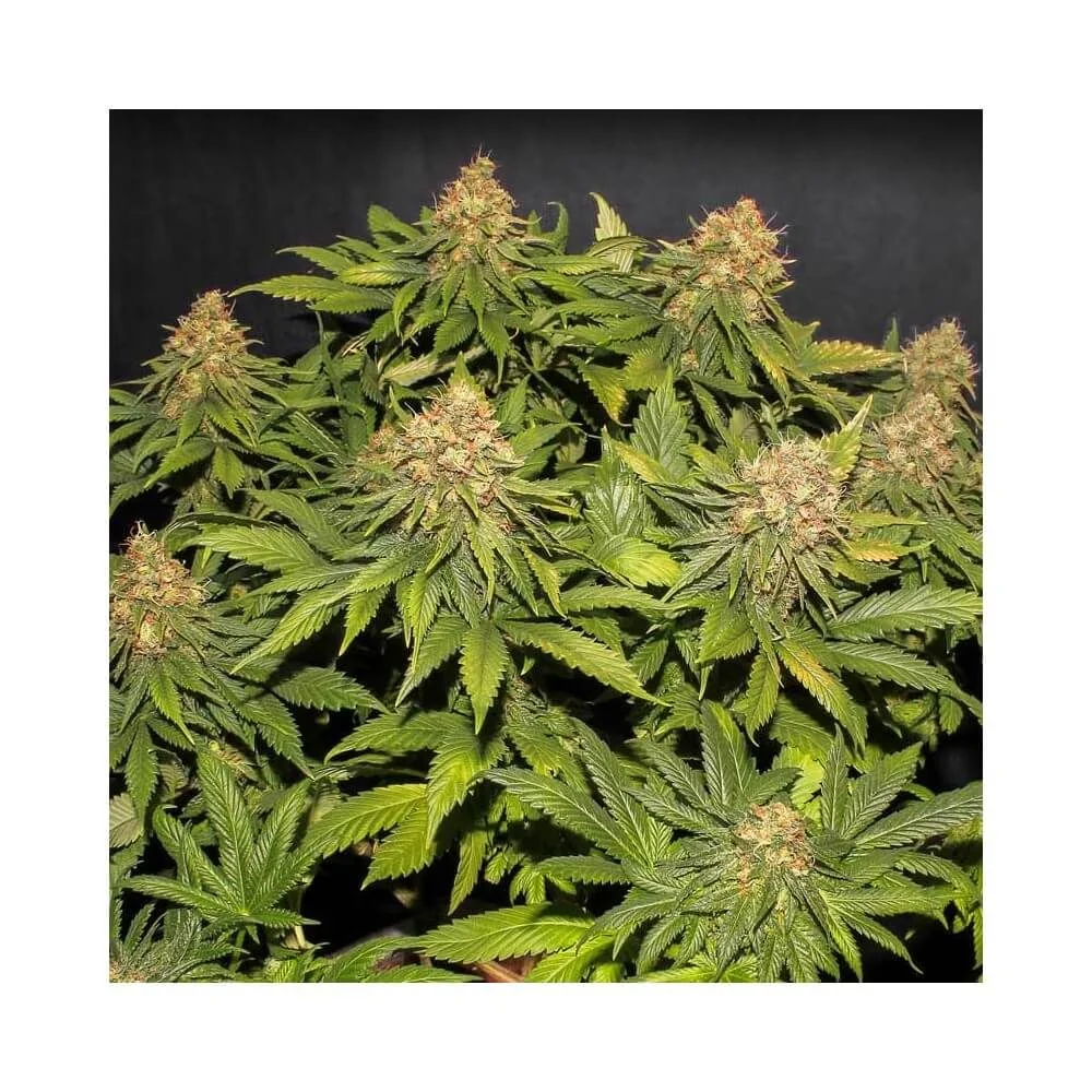 Only Cbd  Fem X3+1-Eva Seeds 4