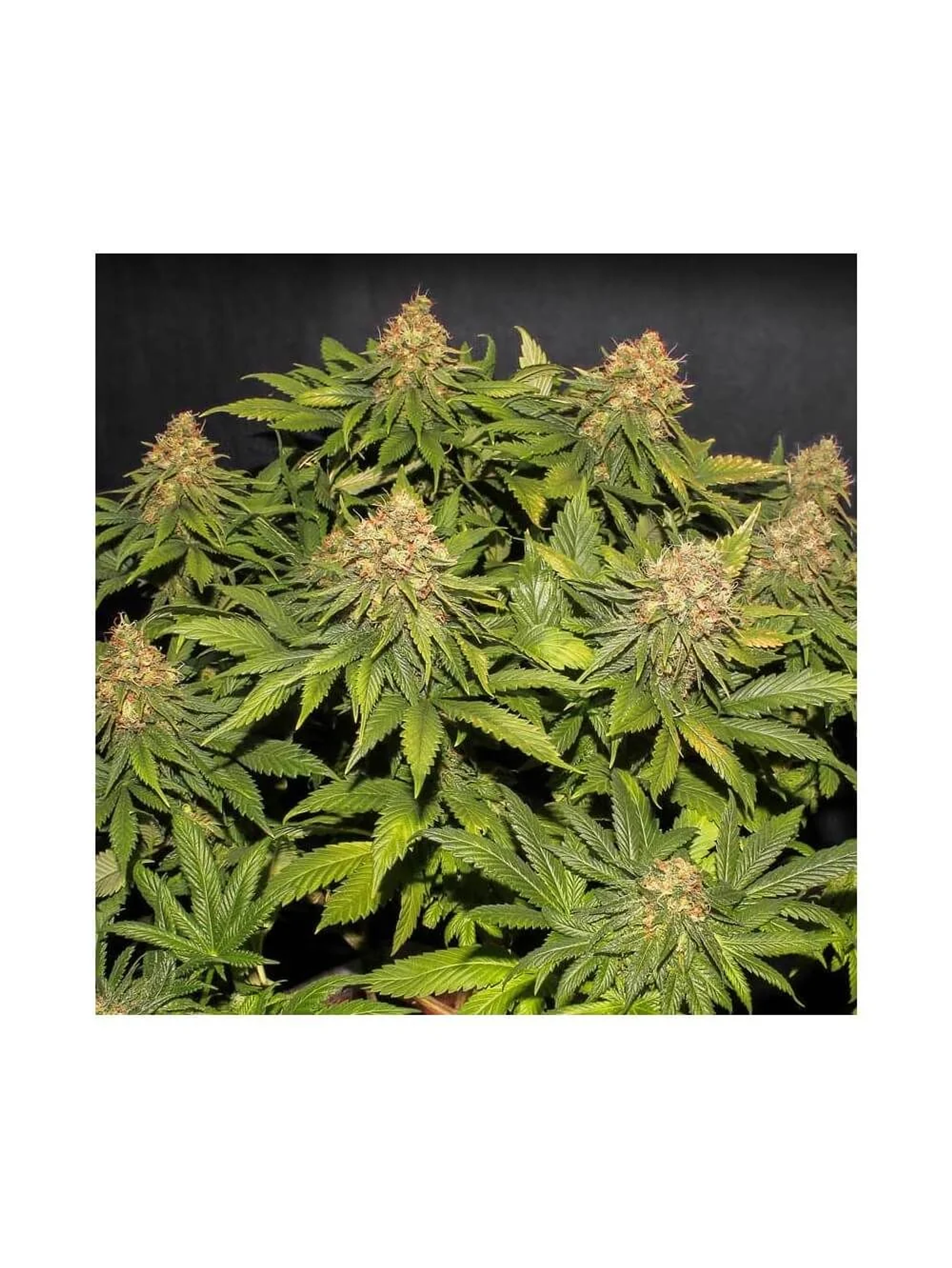 Only Cbd  Fem X3+1-Eva Seeds 4