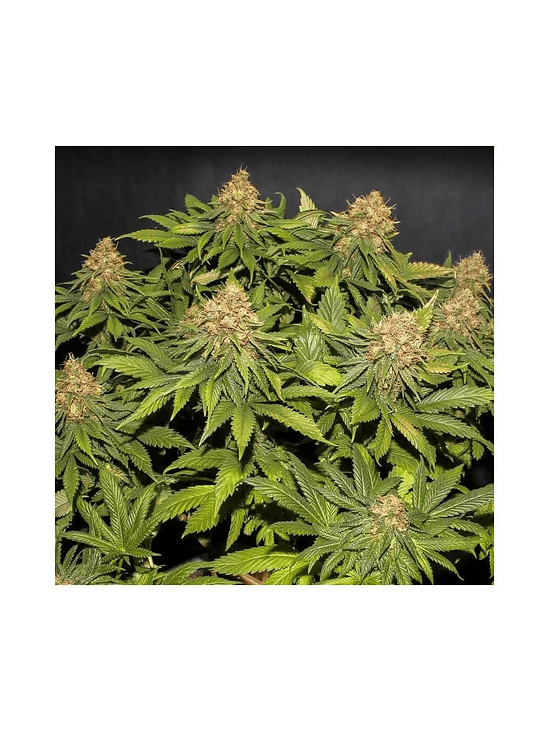 ONLY CBD  FEM X3+1-EVA SEEDS 4