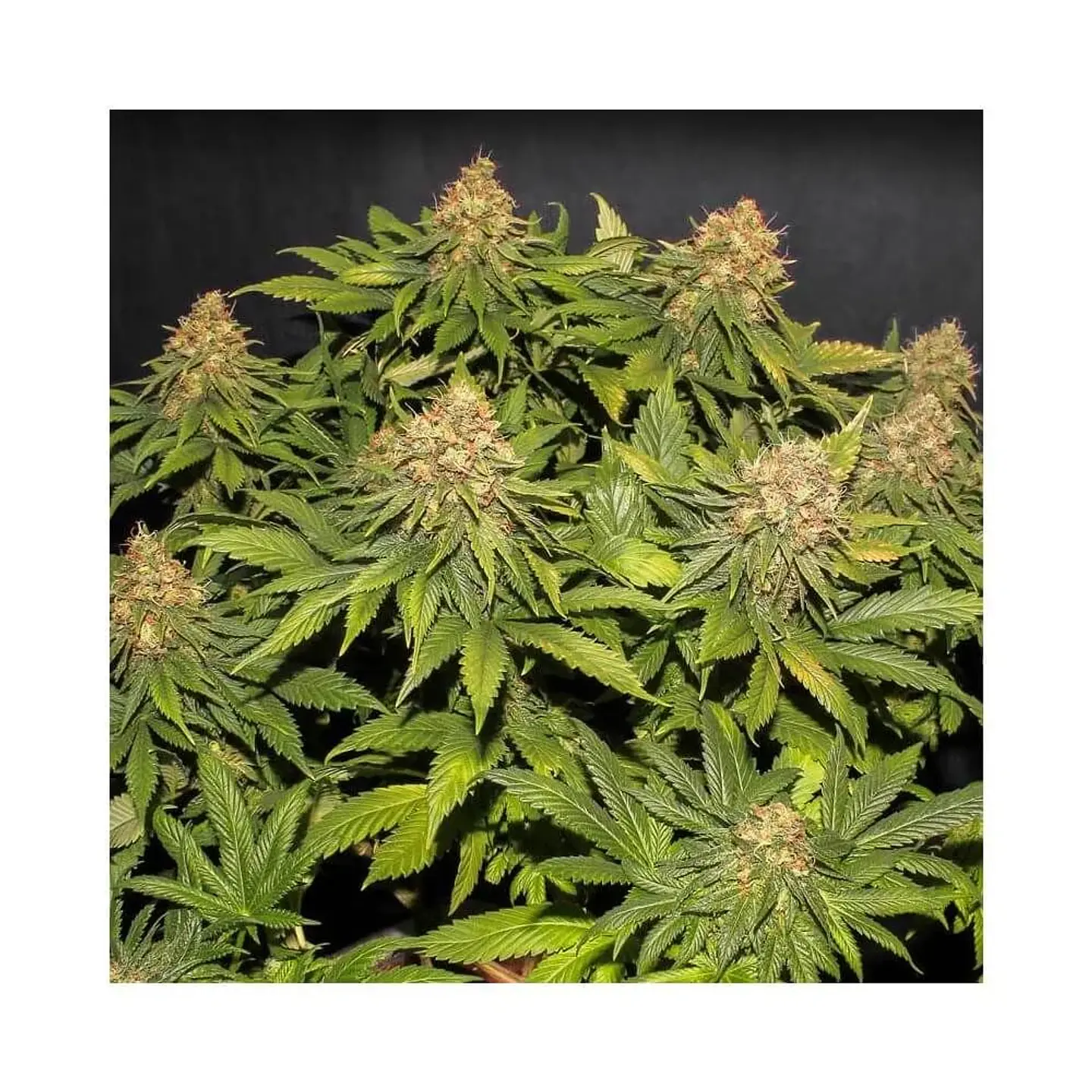 Only Cbd  Fem X3+1-Eva Seeds 4