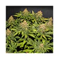Only Cbd  Fem X3+1-Eva Seeds - Miniatura 4