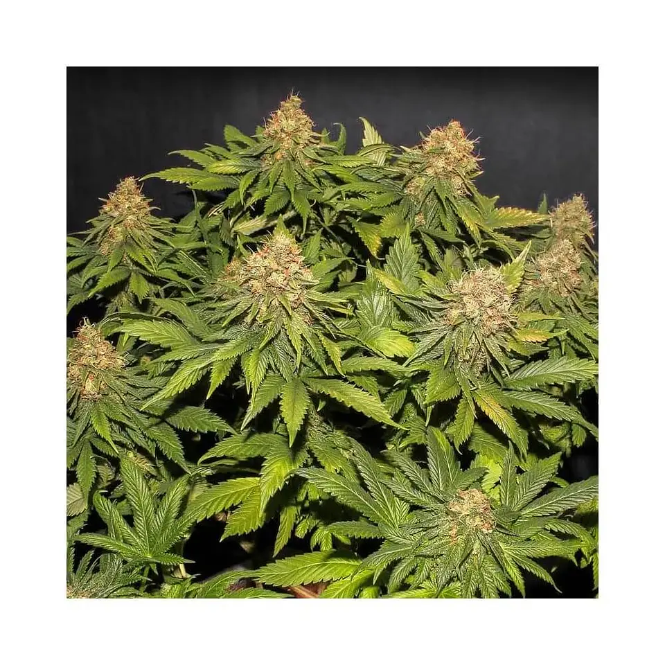 Only Cbd  Fem X3+1-Eva Seeds 4