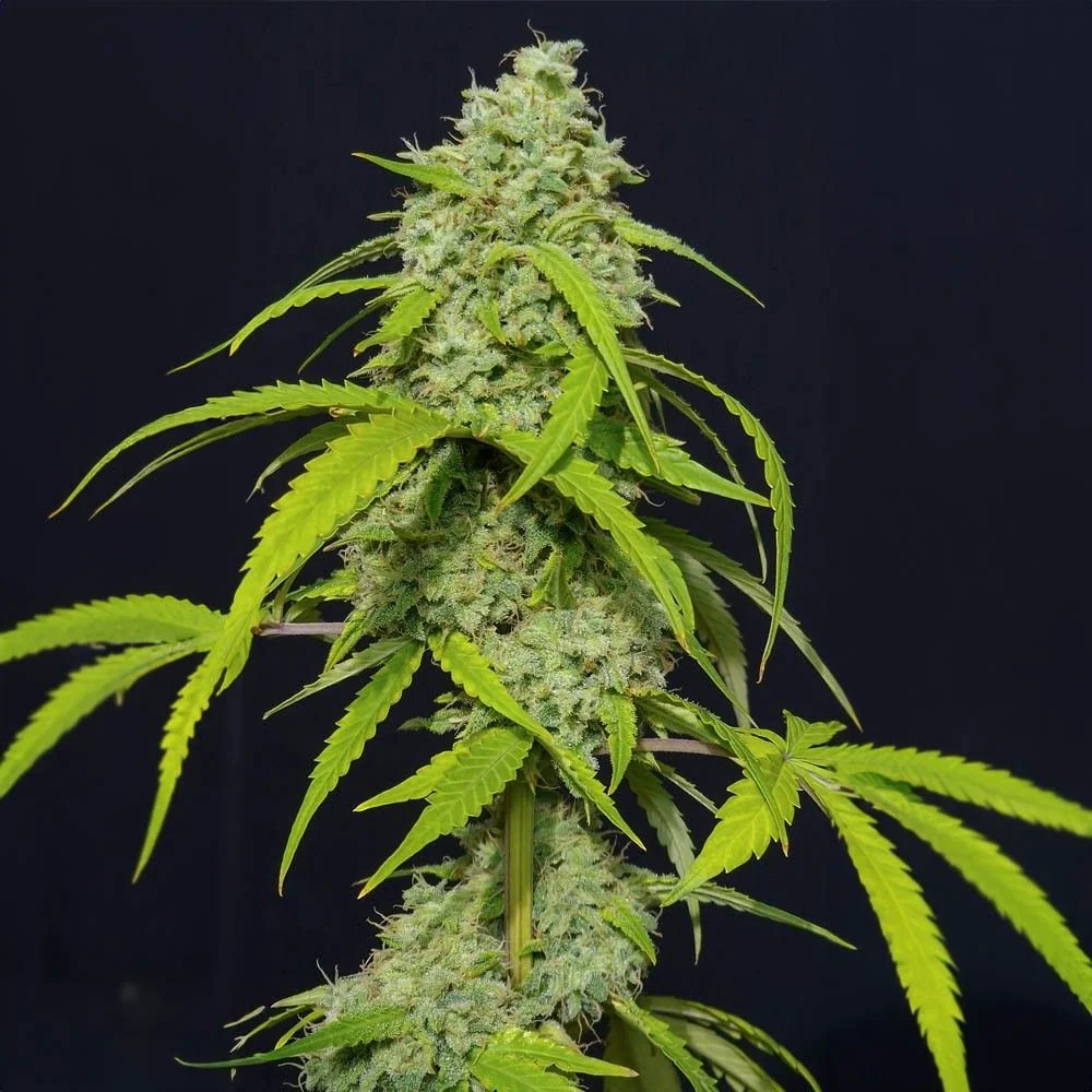 Orange Kush Auto X3-Eva Seeds 1