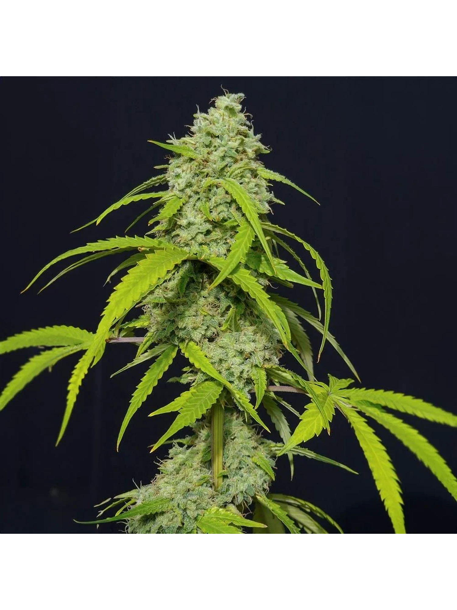 Orange Kush Auto X3-Eva Seeds 1