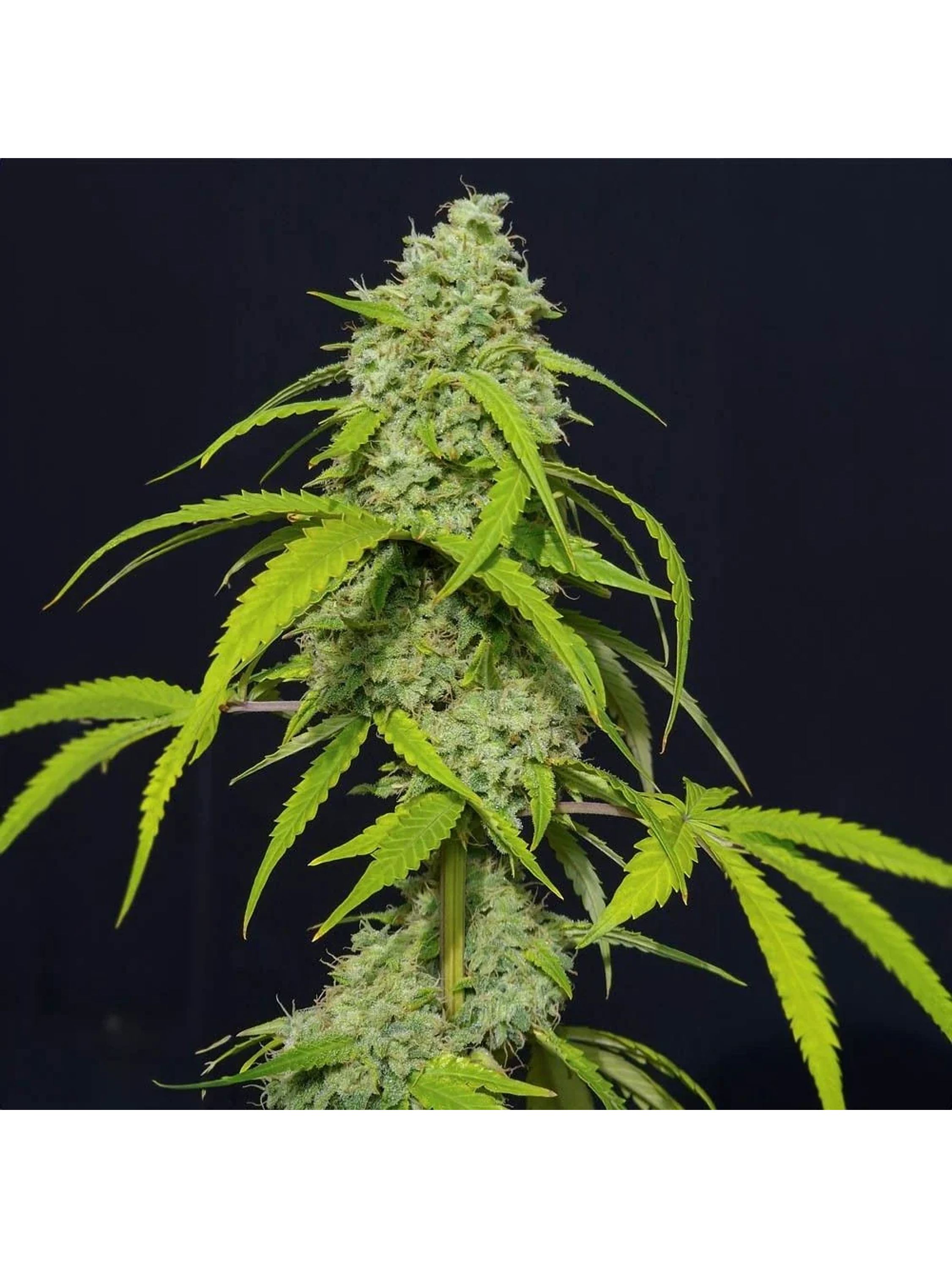 Orange Kush Auto X3-Eva Seeds 1