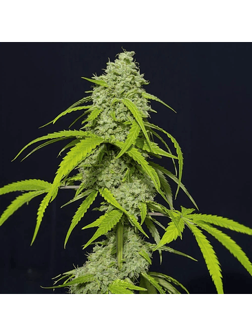 ORANGE KUSH AUTO X3-EVA SEEDS 1