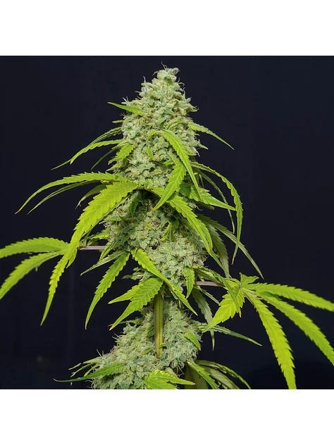 Orange Kush Auto X3-Eva Seeds 1