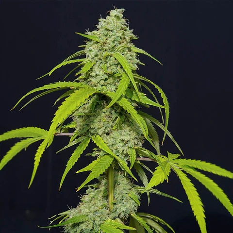 Orange Kush Auto X3-Eva Seeds