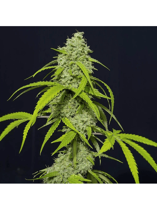 ORANGE KUSH AUTO X3-EVA SEEDS 1