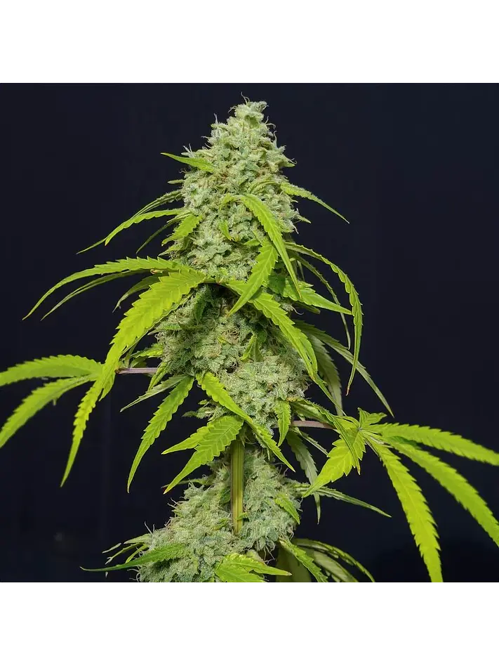 Orange Kush Auto X3-Eva Seeds 1