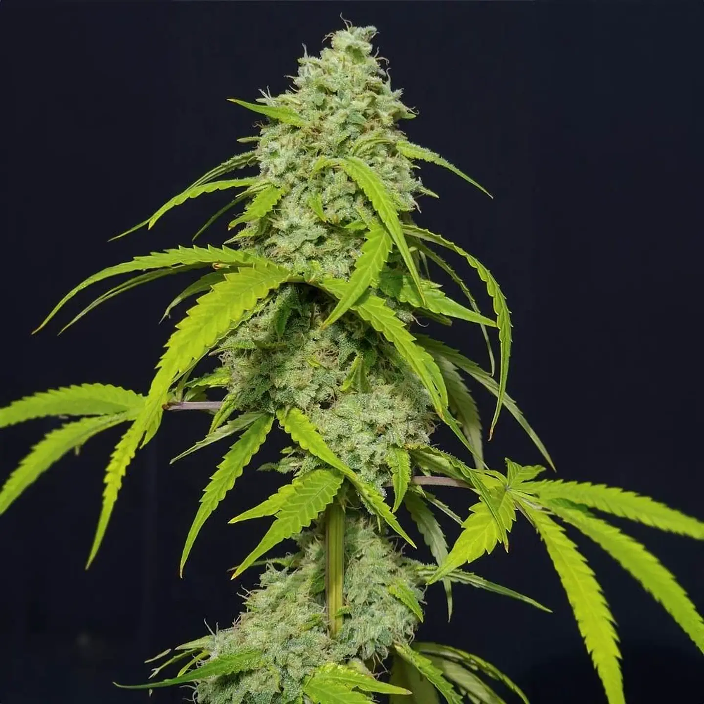 Orange Kush Auto X3-Eva Seeds 1