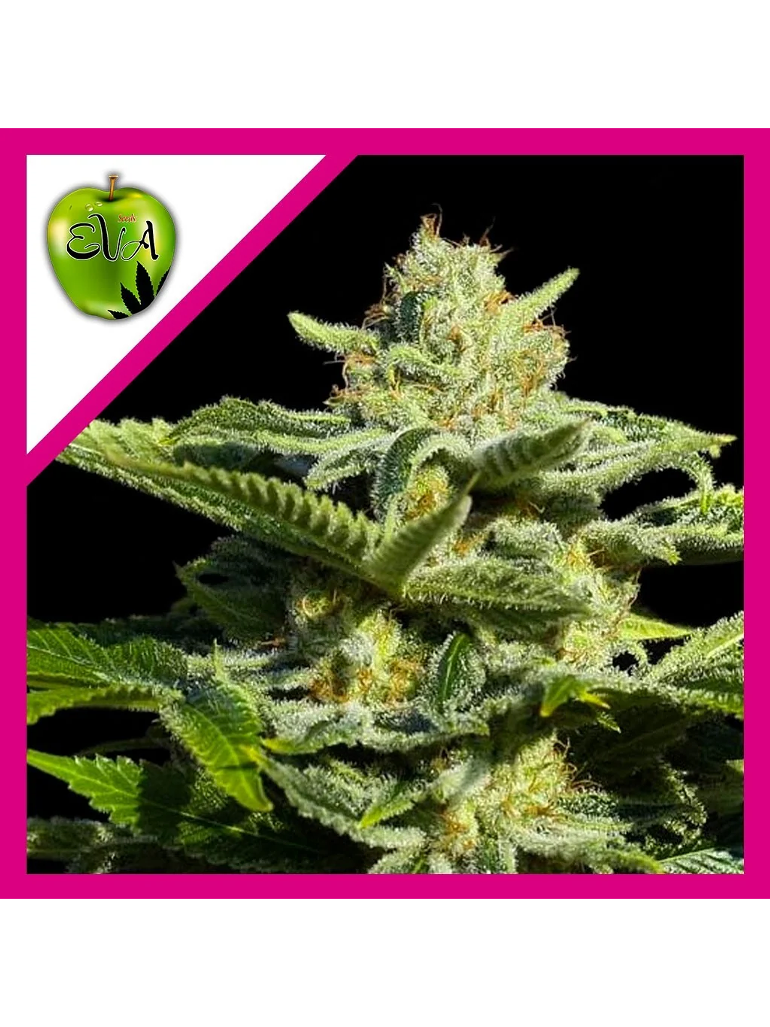 Papa'S Candy Fem X3-Eva Seeds 1