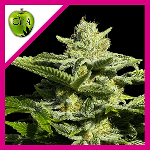 Papa'S Candy Fem X3-Eva Seeds