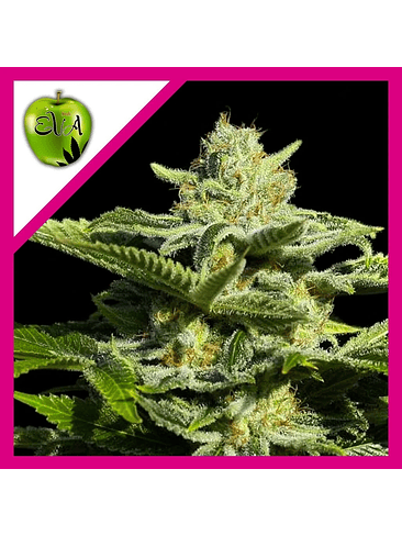 PAPA'S CANDY FEM X3-EVA SEEDS 1