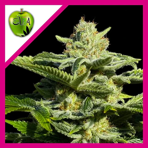 Papa'S Candy Fem X3-Eva Seeds