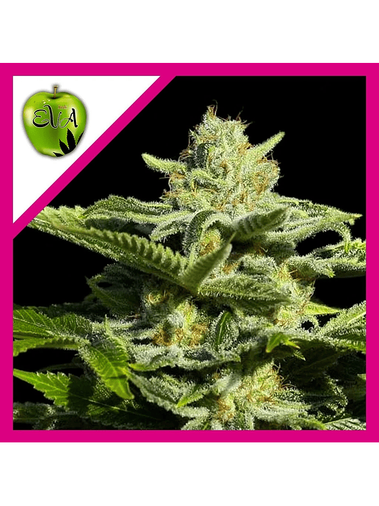 PAPA'S CANDY FEM X3-EVA SEEDS 1