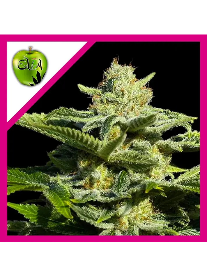 Papa'S Candy Fem X3-Eva Seeds 1